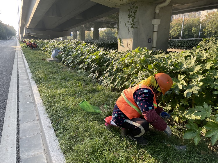 西环路海洋路补植麦冬.jpg 西环路海洋路补植麦冬.jpg
